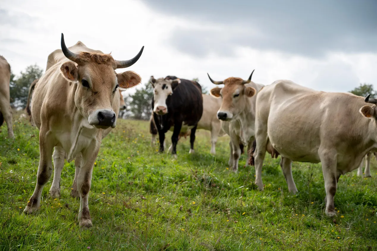 Un groupe de vaches avec des cornes se tient dans un champ herbeux sous un ciel nuageux