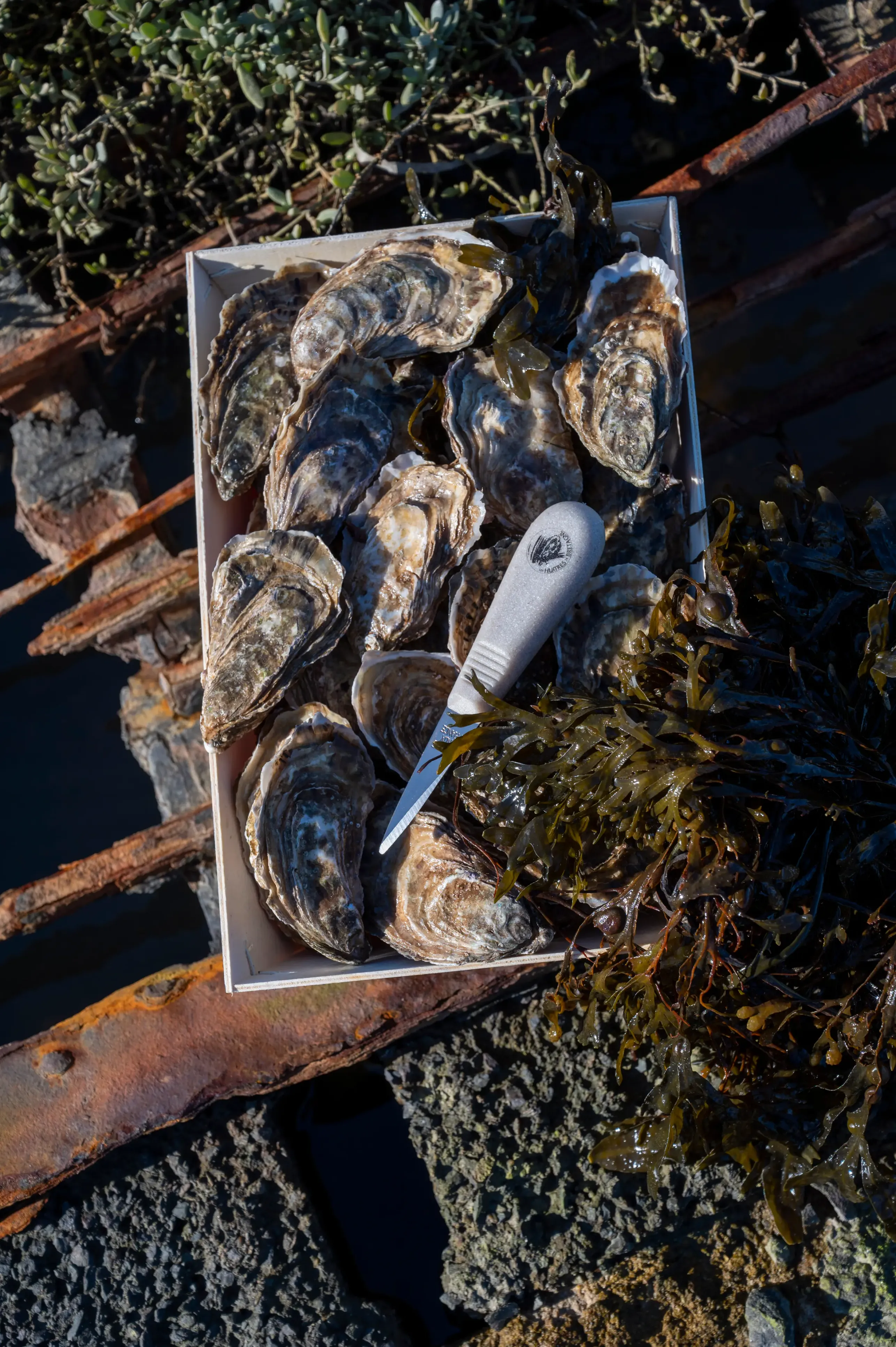 Un panier contenant des huîtres, un couteau à huîtres et des algues, posé sur des rochers près de l'eau