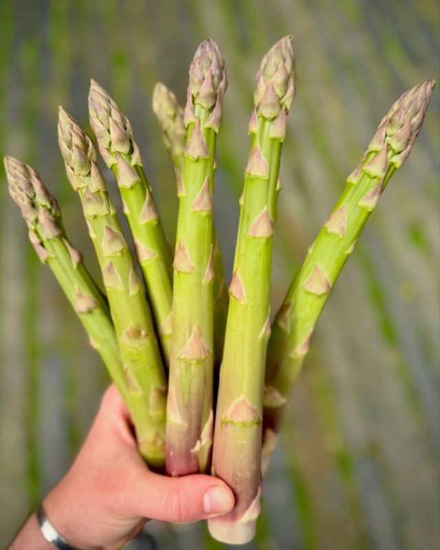 🌱🌳🍃
« Green spring »

C’est le printemps les gourmands ! 

À très vite à notre table …😉

#produitsmagiques 

#cuisine #vert #restaurant #lulurouget #nantes